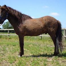 Islænder Svenni Fra Søtofte