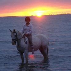 Arabisk fuldblod (OX) Sayida (sida)