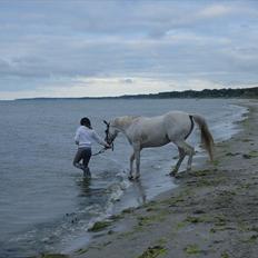 Arabisk fuldblod (OX) Sayida (sida)