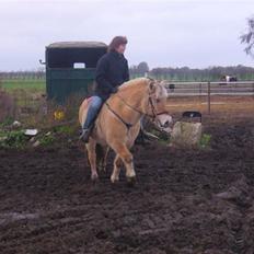 Fjordhest Sandra SOLGT