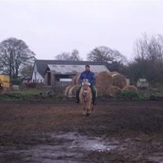 Fjordhest Sandra SOLGT