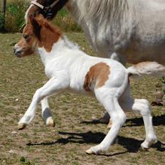 Dansk Miniature Egehøj´s Royal Sun Z