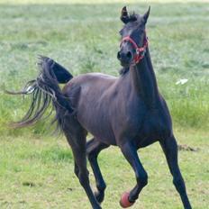 Oldenborg Lurifax a Vestergaard RIP