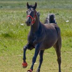Oldenborg Lurifax a Vestergaard RIP