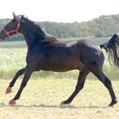 Oldenborg Lurifax a Vestergaard RIP