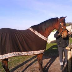 Dansk Varmblod Marquis 