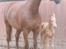 Palomino ACCOY OF TWILIGHT - Første tur i hallen. Juni 2009