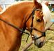 Haflinger Charlie