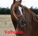 Welsh Cob (sec D) Valhallas Lord Matrafal