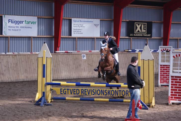 Tysk Sportspony Cassy  - LB<3  Foto: Linda Ladekarl billede 2