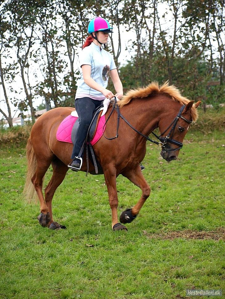 Tysk Sportspony Cassy  - opvarmning til pony cup billede 3