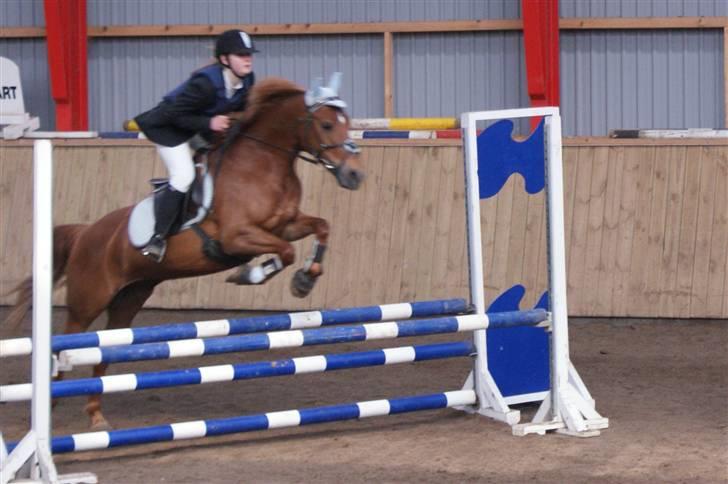 Tysk Sportspony Cassy  - LB<3  Foto: Linda Ladekarl  billede 4