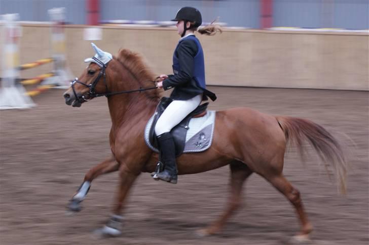 Tysk Sportspony Cassy  - LB<3  Foto: Linda Ladekarl  billede 5