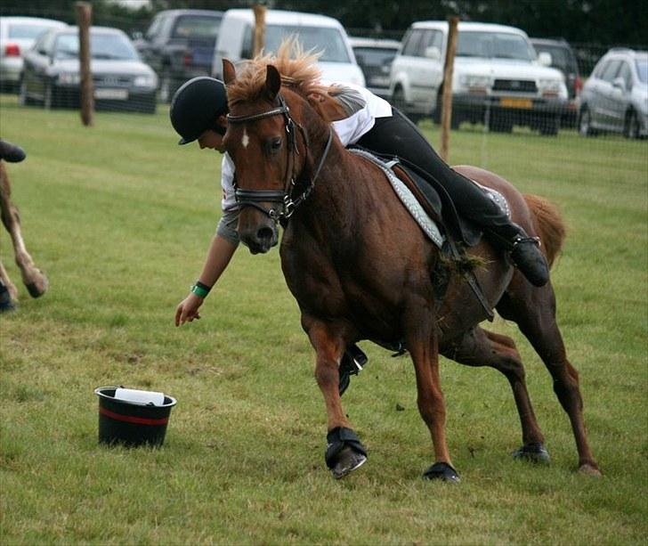 Tysk Sportspony Cassy  - DM individuel billede 7