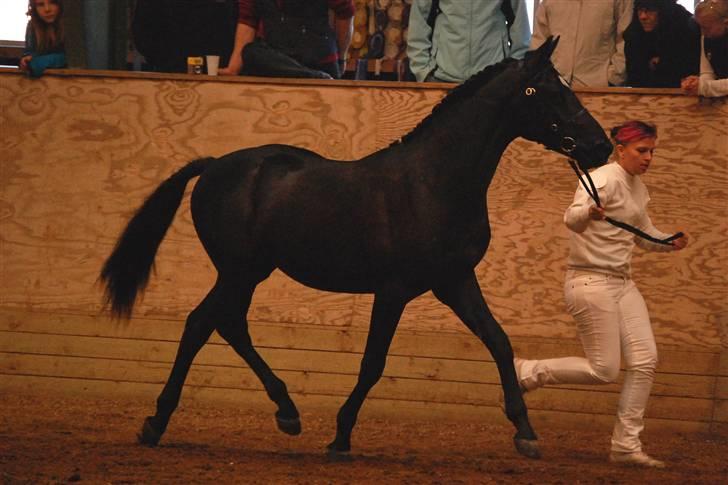 Welsh Partbred (Sec F) Chap´s Check Me Out  - 1. show han var til Dorthealyst 2009, 2 år gammel. billede 13