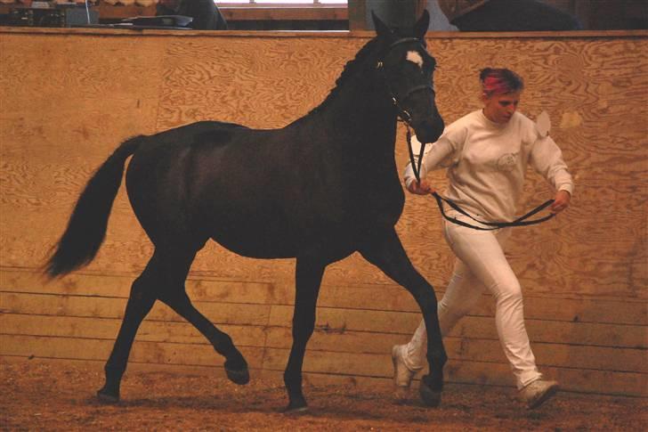 Welsh Partbred (Sec F) Chap´s Check Me Out  - 1. show han var til Dorthealyst 2009, 2 år gammel. billede 14
