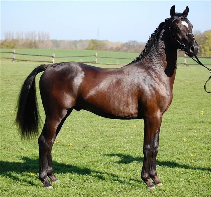 Welsh Partbred (Sec F) Chap´s Check Me Out  - 1. show han var til Dorthealyst 2009, 2 år gammel. billede 15