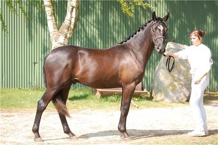 Welsh Partbred (Sec F) Chap´s Check Me Out  - 2. show han var til Fyns plageskue på Allerupgård 2009, 2 år gammel billede 16