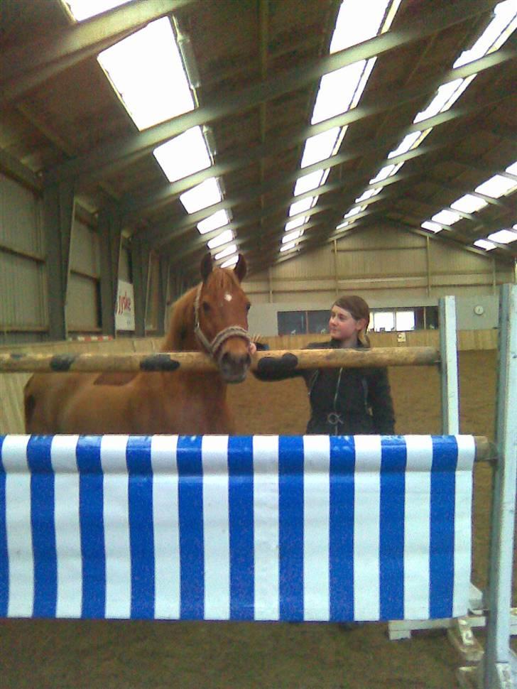 Tysk Sportspony Cassy  - Kom ikk og sig at hun ikke kan springe ;) her har hun lige sprunget 140cm<3 billede 8