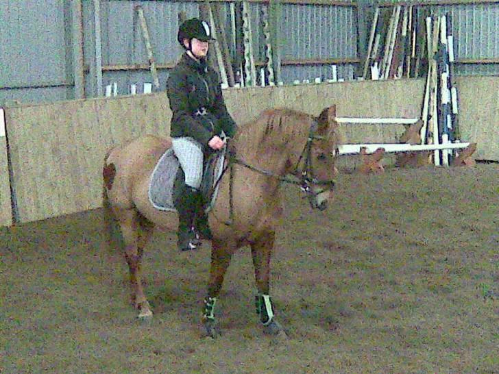 Tysk Sportspony Cassy  - Dressur<3 undskyld kval det er tager med mobil  billede 9