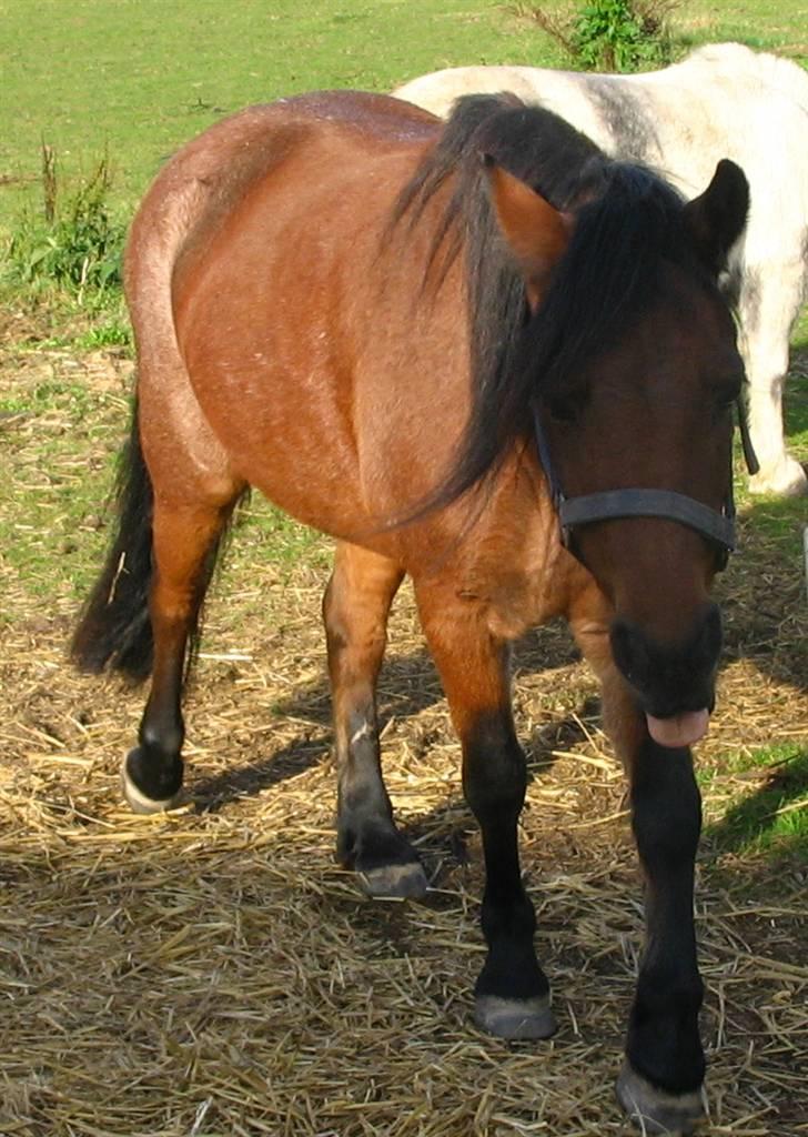 Anden særlig race Kildevangs Snuske SOLGT - Jeg kan godt lide at række tunge...:-D billede 6