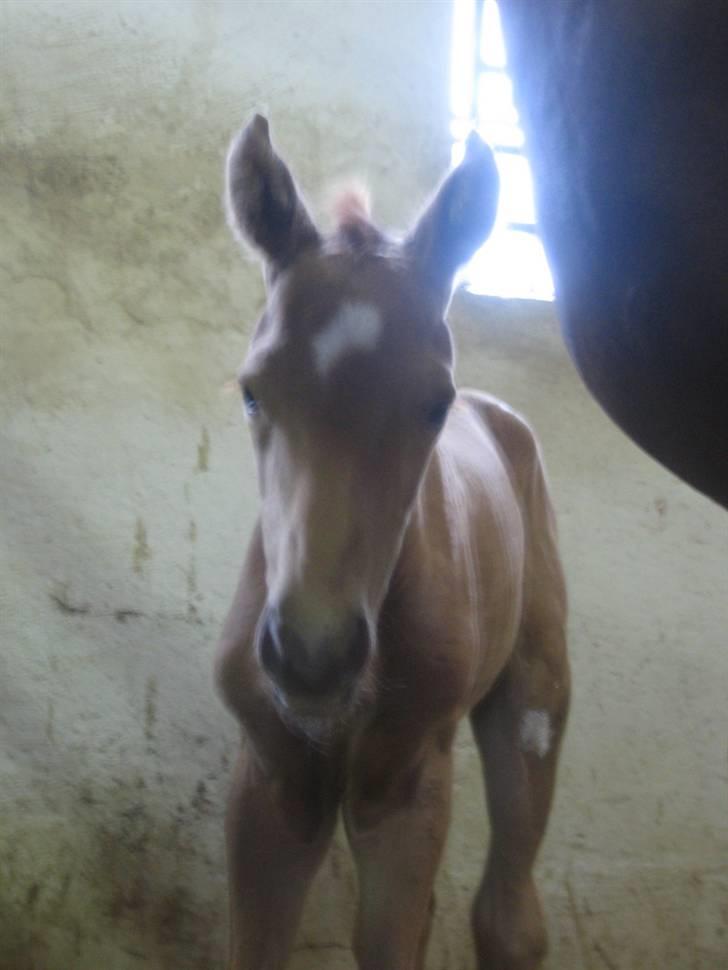 Palomino ACCOY OF TWILIGHT - Juni 2009 billede 7