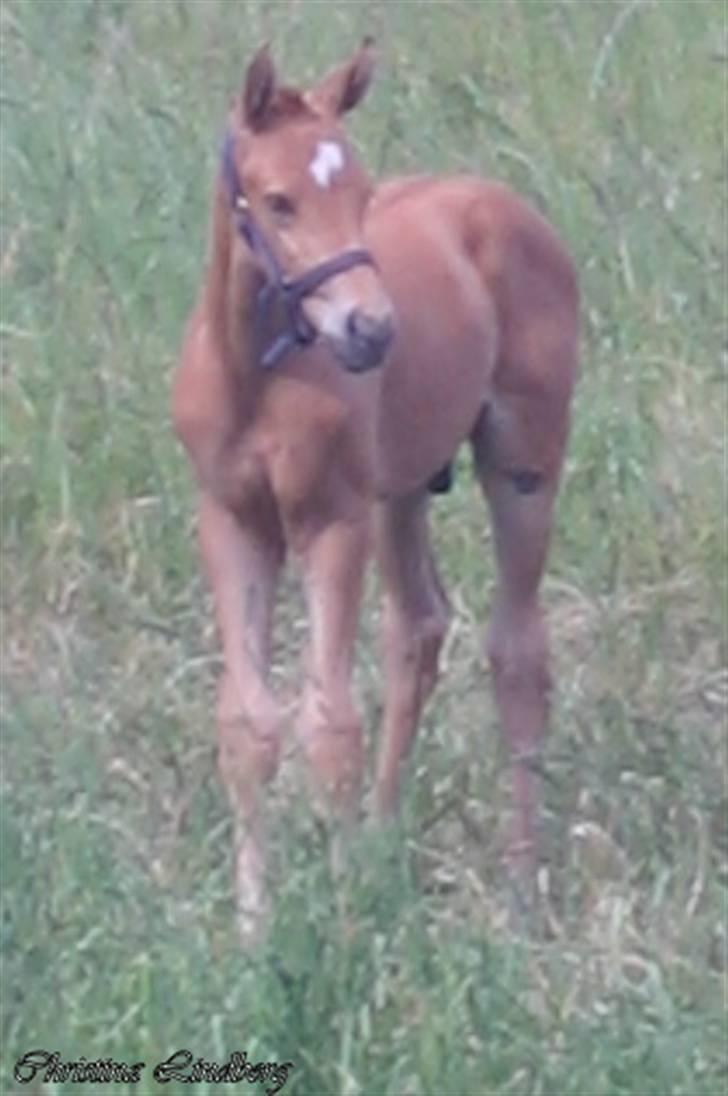 Palomino ACCOY OF TWILIGHT - Juli 2009 billede 10