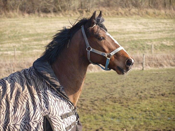 Anden særlig race Alex *gnu* billede 8