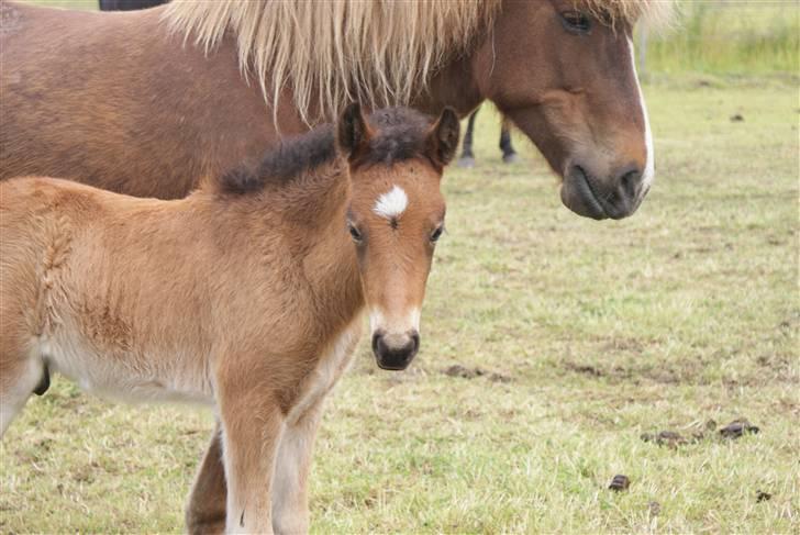 Islænder Hrókur fra Villa Thule billede 11