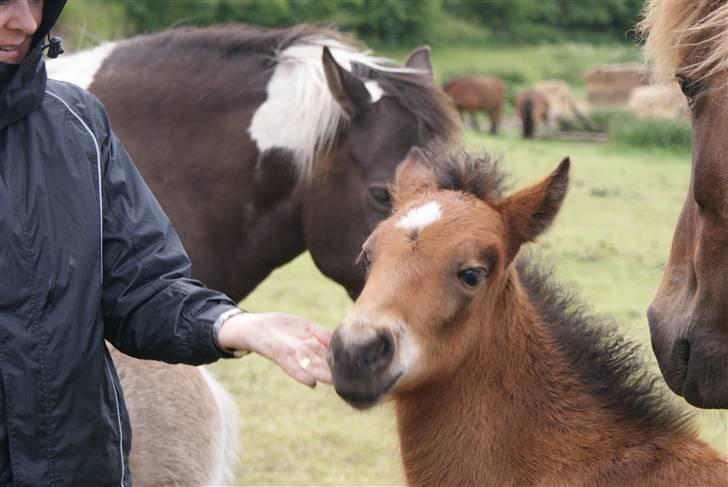 Islænder Hrókur fra Villa Thule billede 12