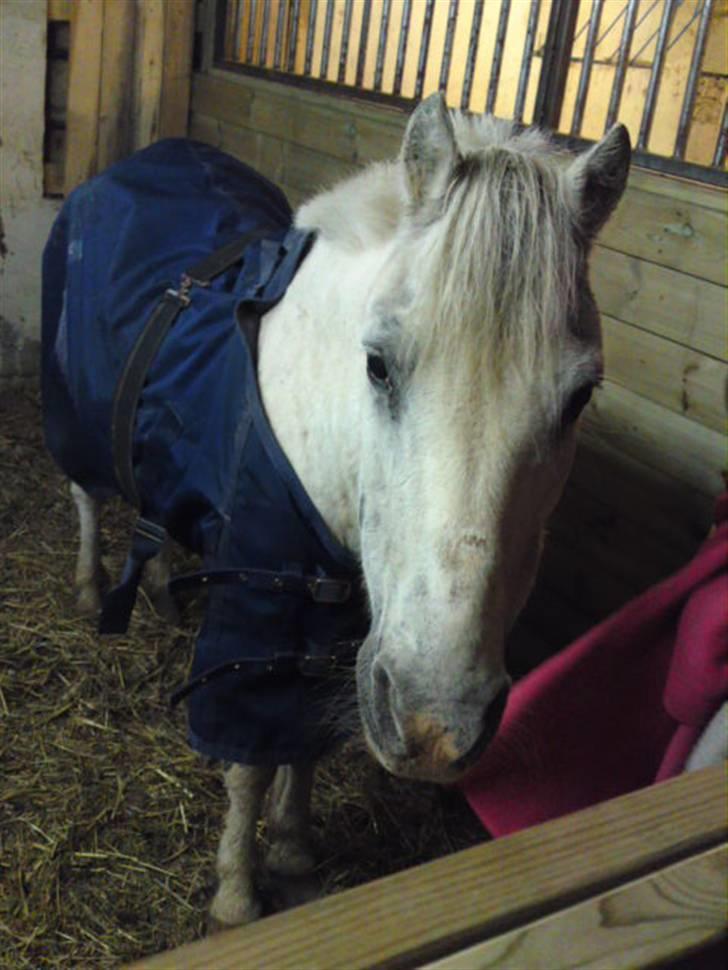 Anden særlig race Ia pigen  R.I.P :'(  †<3 billede 1