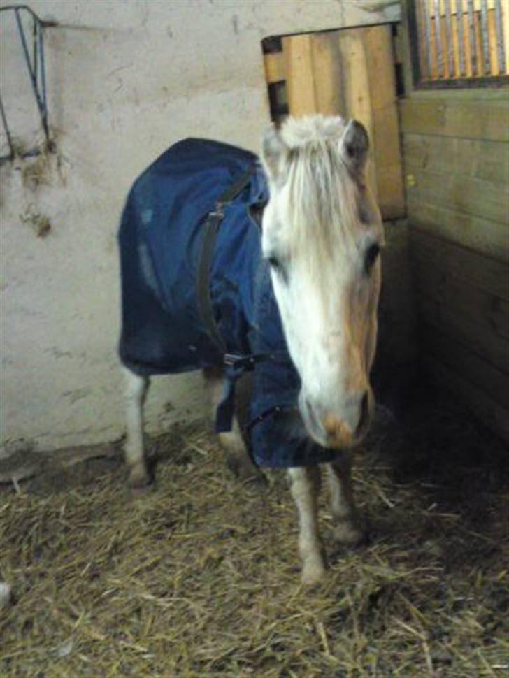 Anden særlig race Ia pigen  R.I.P :'(  †<3 billede 2