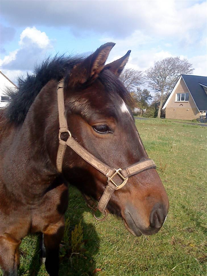 New Forest | Lærke - 1. Velkommen til Lærkes profil. Læg gerne en kommentar og bedømmelse :) billede 1