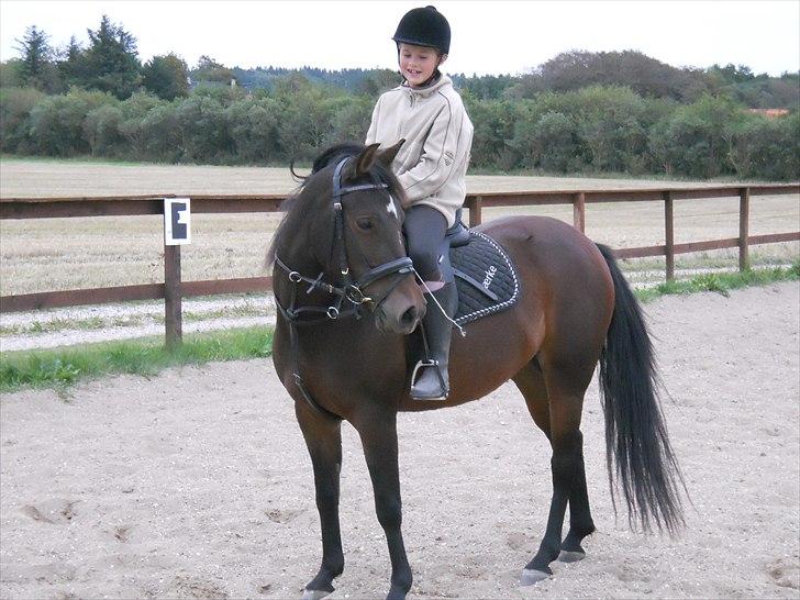 New Forest | Lærke - 5. Når lille søs rider Lærke :D <3 billede 5