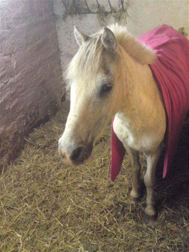 Anden særlig race Ia pigen  R.I.P :'(  †<3 billede 5