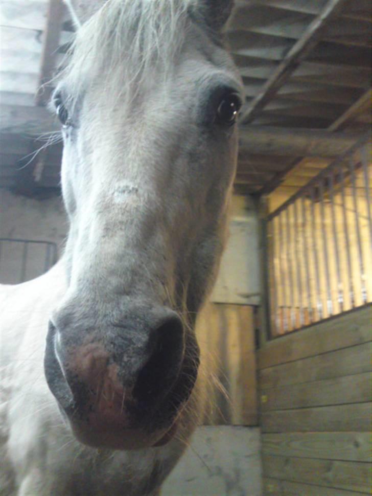 Anden særlig race Ia pigen  R.I.P :'(  †<3 billede 7