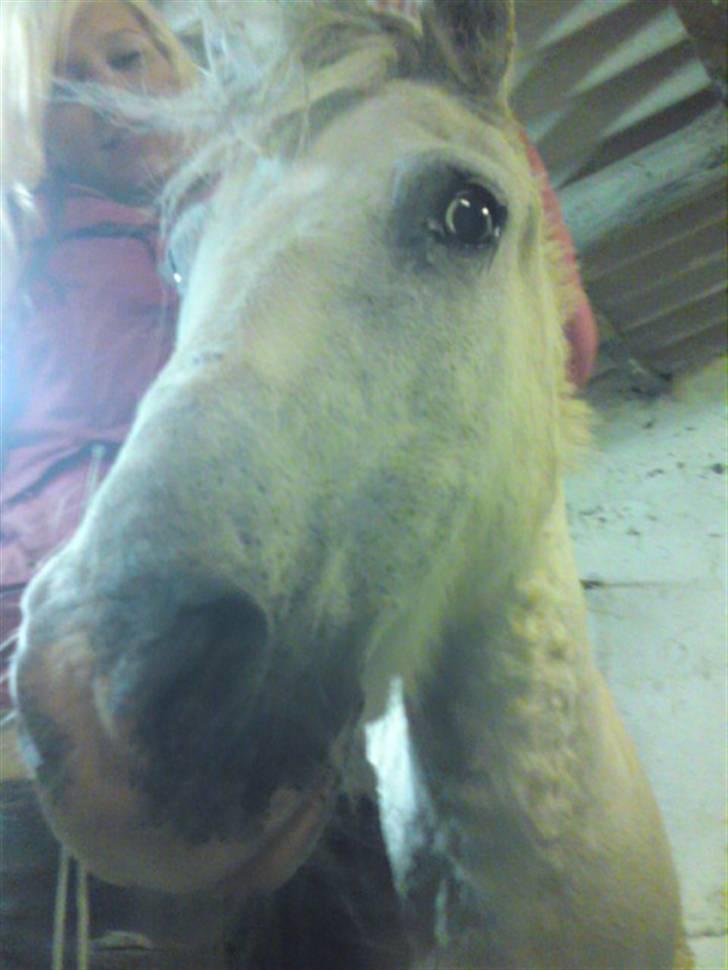 Anden særlig race Ia pigen  R.I.P :'(  †<3 billede 8