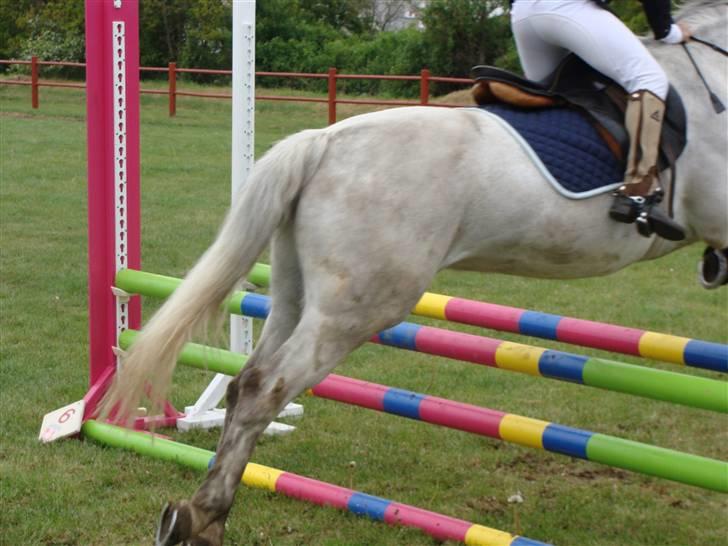 Connemara cantali *SOLGT:'( * billede 4