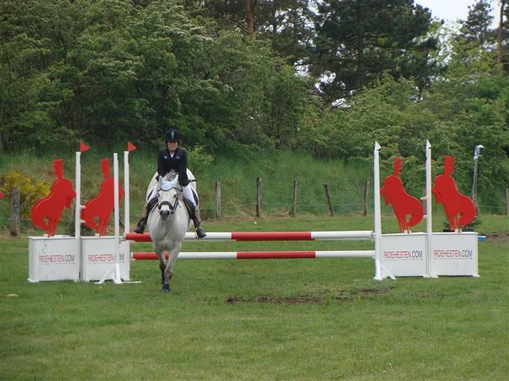 Connemara cantali *SOLGT:'( * - første spring  billede 6