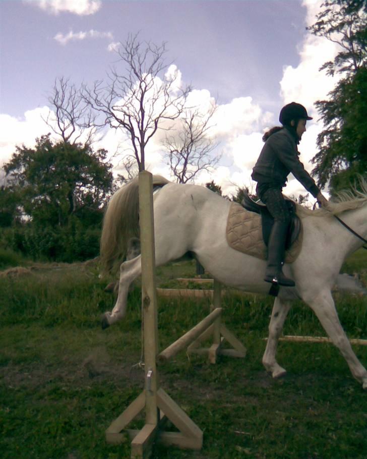 Anden særlig race Oliver Solgt;''( - Savner de dage smukke pony billede 3