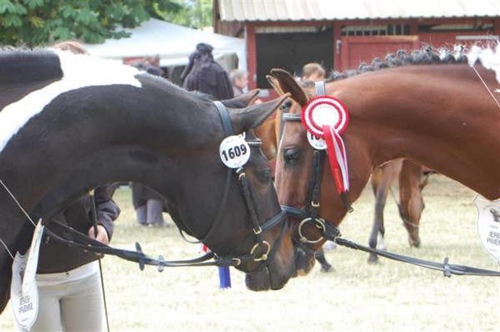 Pinto Hoelgaard´s Ram A Quena - Quena & Joy Roskildedyrskue 2009 billede 7