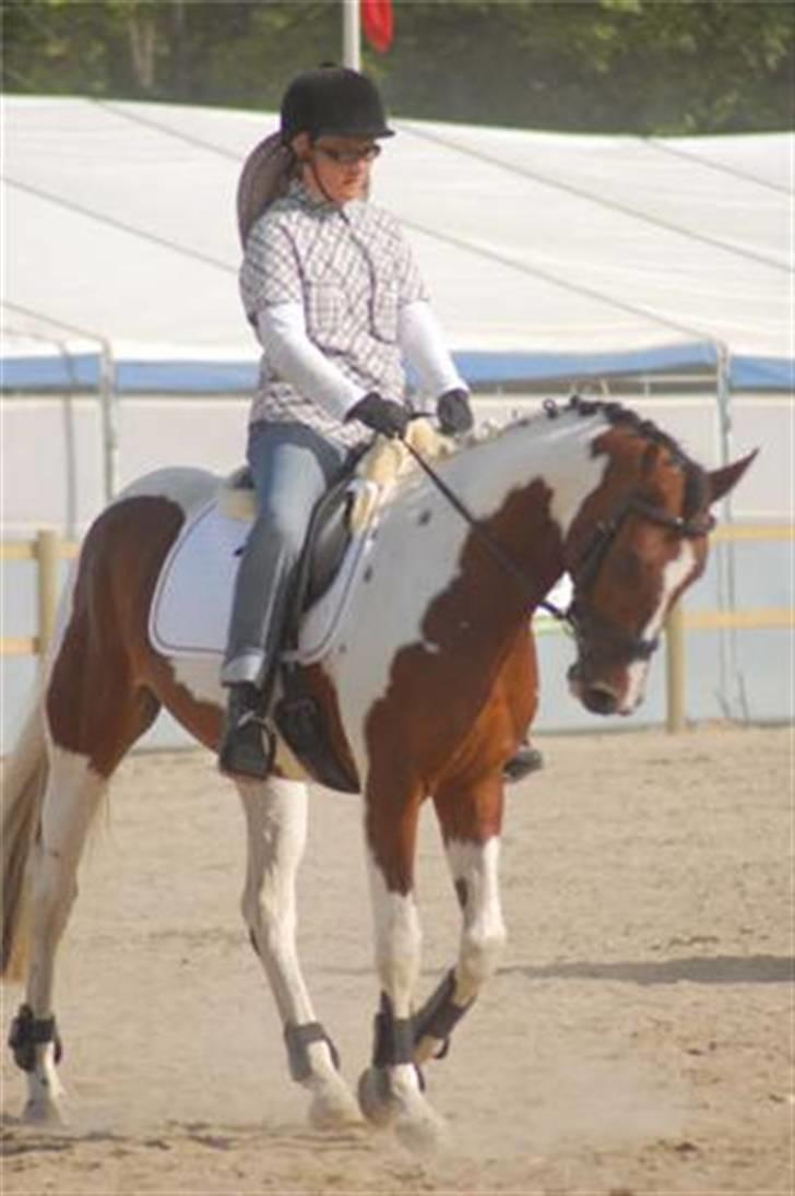 Pinto Hoelgaard´s Ram A Quena - Show Roskildedyrskue 2009 billede 11