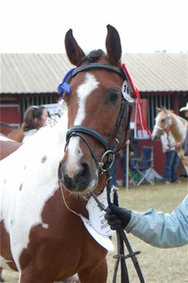 Pinto Hoelgaard´s Ram A Quena - Show Roskildedyrskue 2009 billede 12