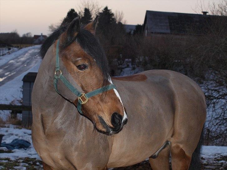 Anden særlig race Alex *gnu* - Alex på hans 21års fødselsdag<3 billede 9