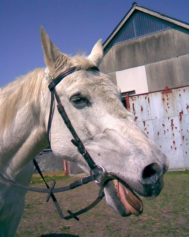 Anden særlig race Oliver Solgt;''( - Hvor jeg dog savner dig billede 8