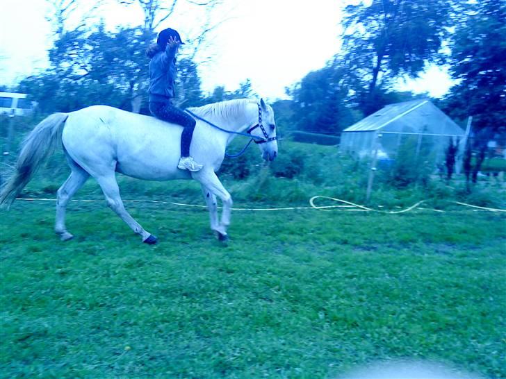 Anden særlig race Oliver Solgt;''( - Galop uden bid og sadel. Savner dig så meget billede 11