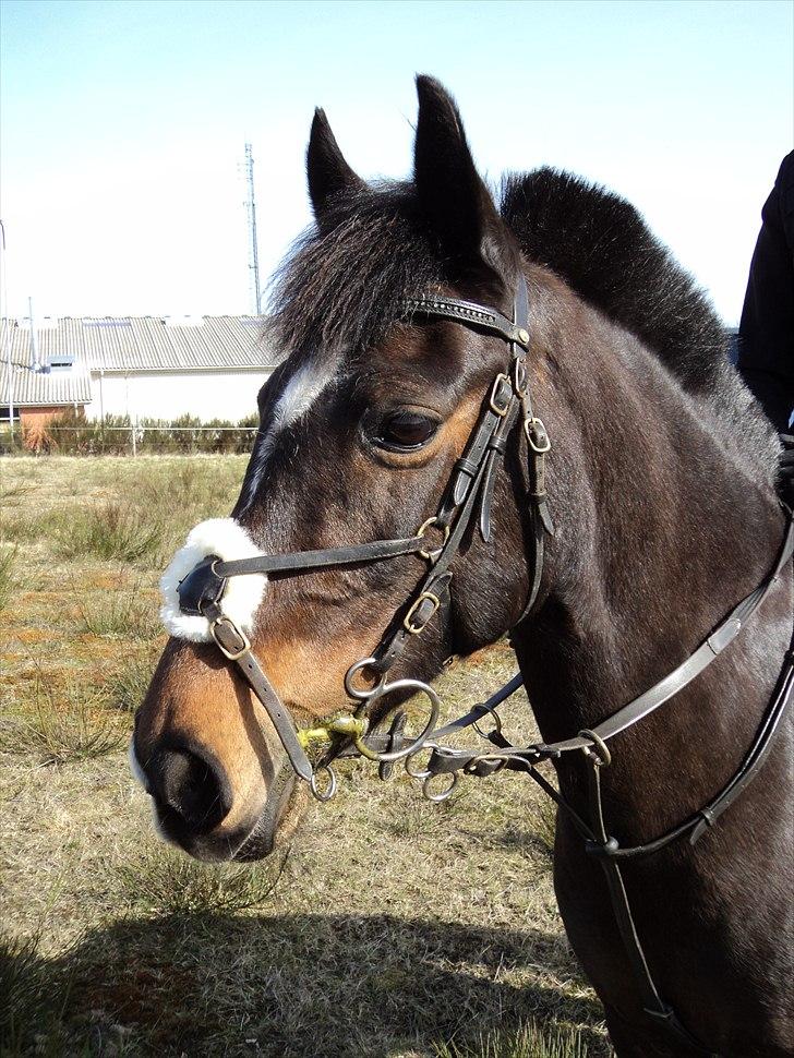 Anden særlig race Le Fleur billede 2