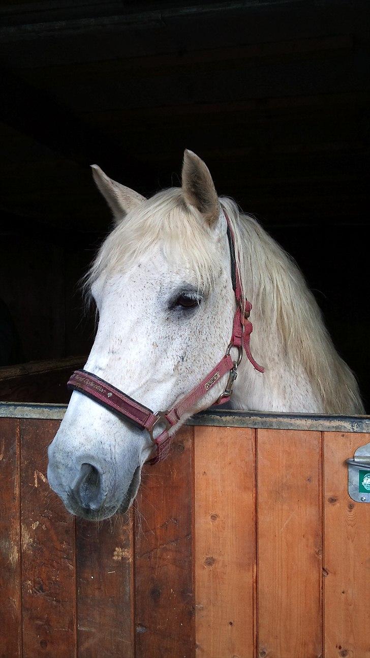 Anden særlig race Lady <3 -  <3 billede 9