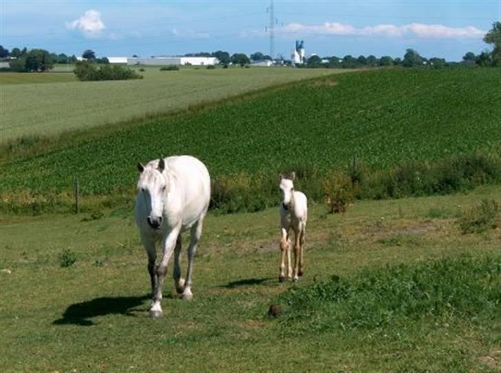 Anden særlig race Lady <3 - Det bedste sommerbillede af hende og Mulan <3 billede 1