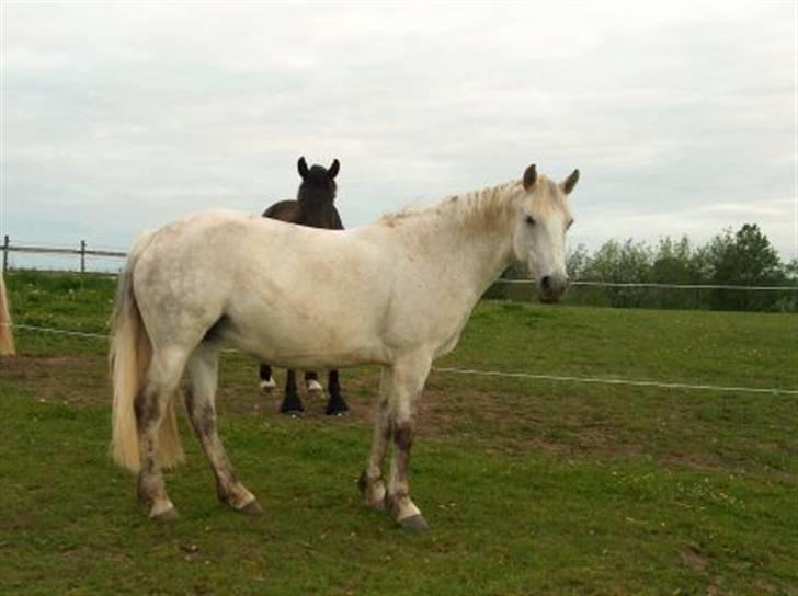 Anden særlig race Lady <3 -  <3<3 billede 8